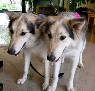 Illustration for article titled Why cloning is a terrible way to bring your pet dog back from the dead